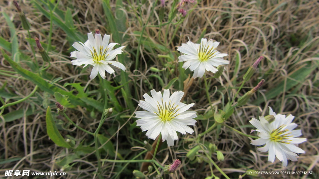 白花