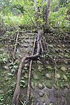 樹根
