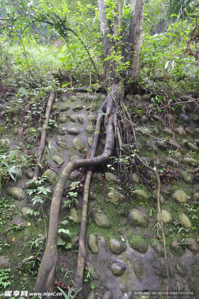 樹根