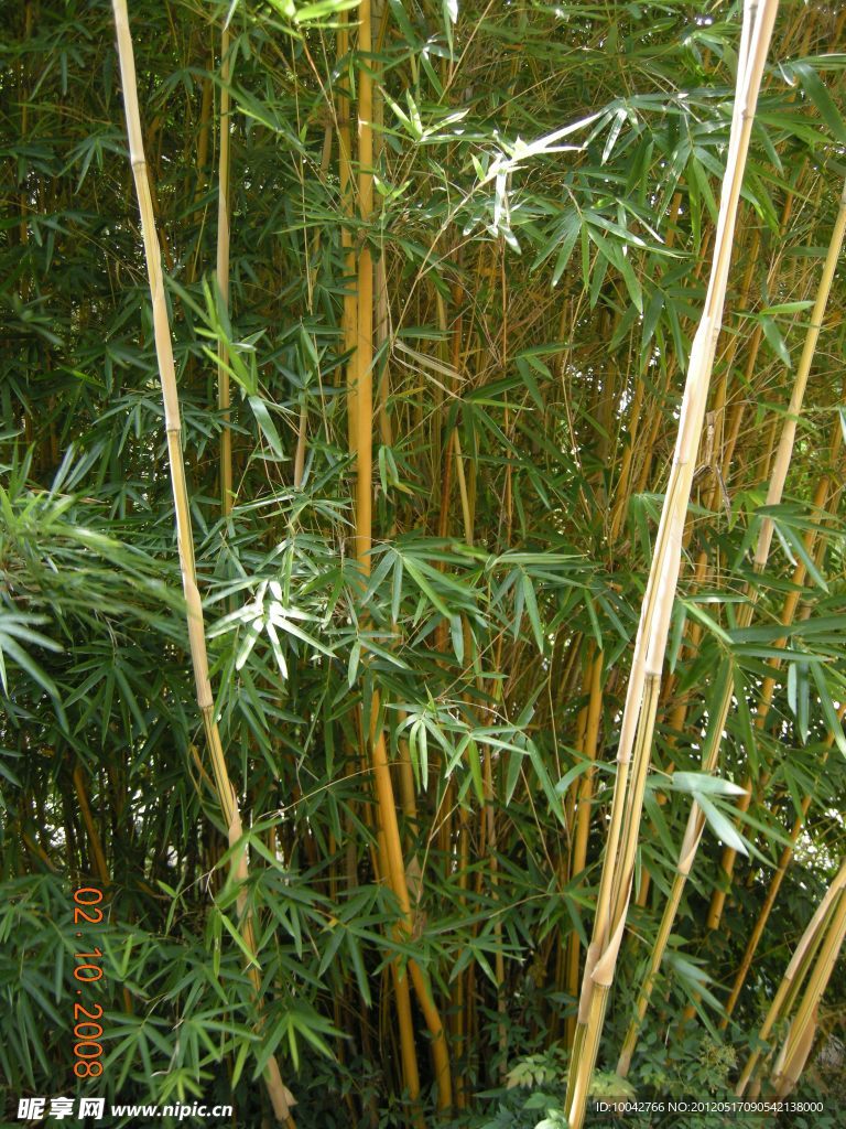 黃金碧玉竹