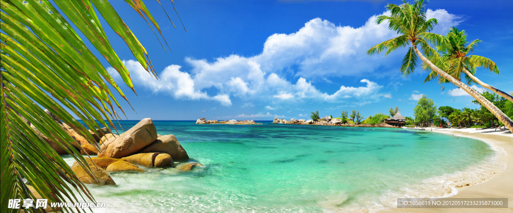 海邊椰樹