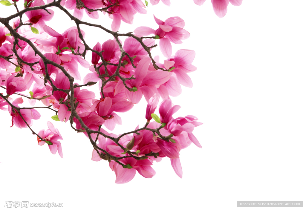 木蘭花