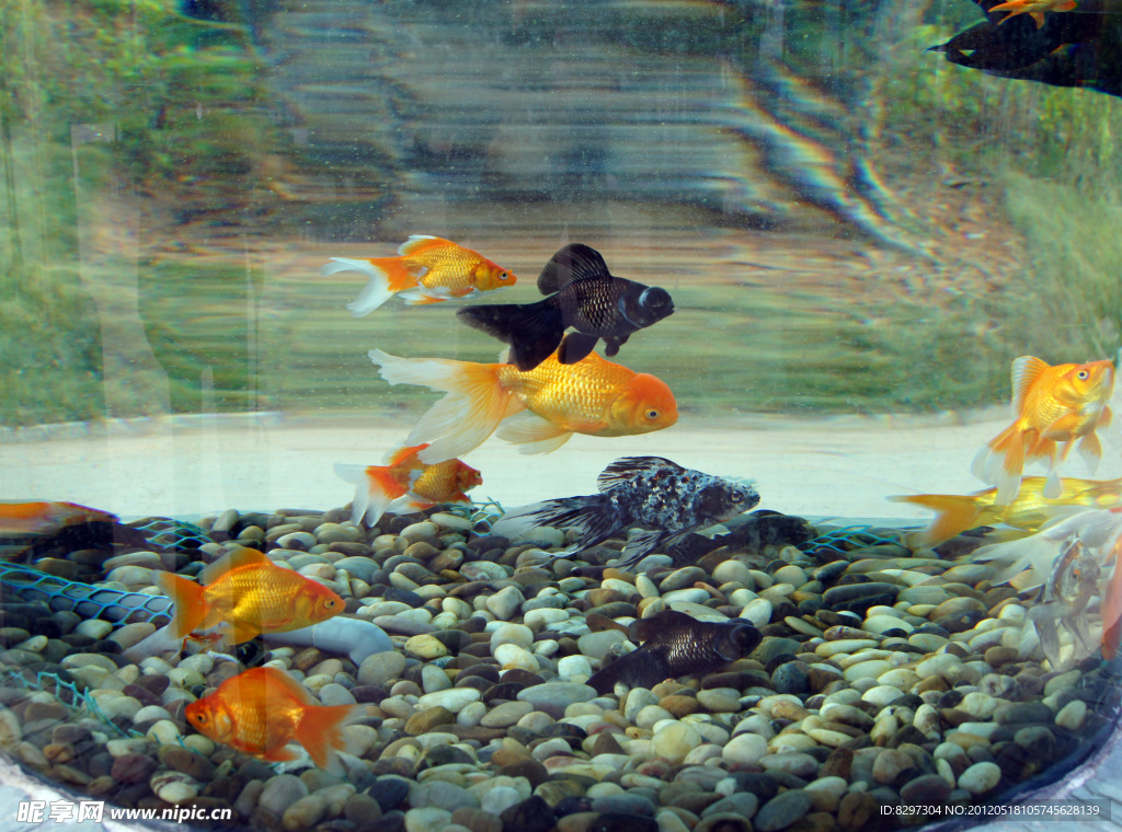 金魚