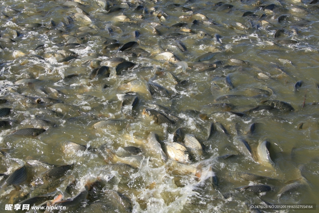 鯉魚 鯽魚
