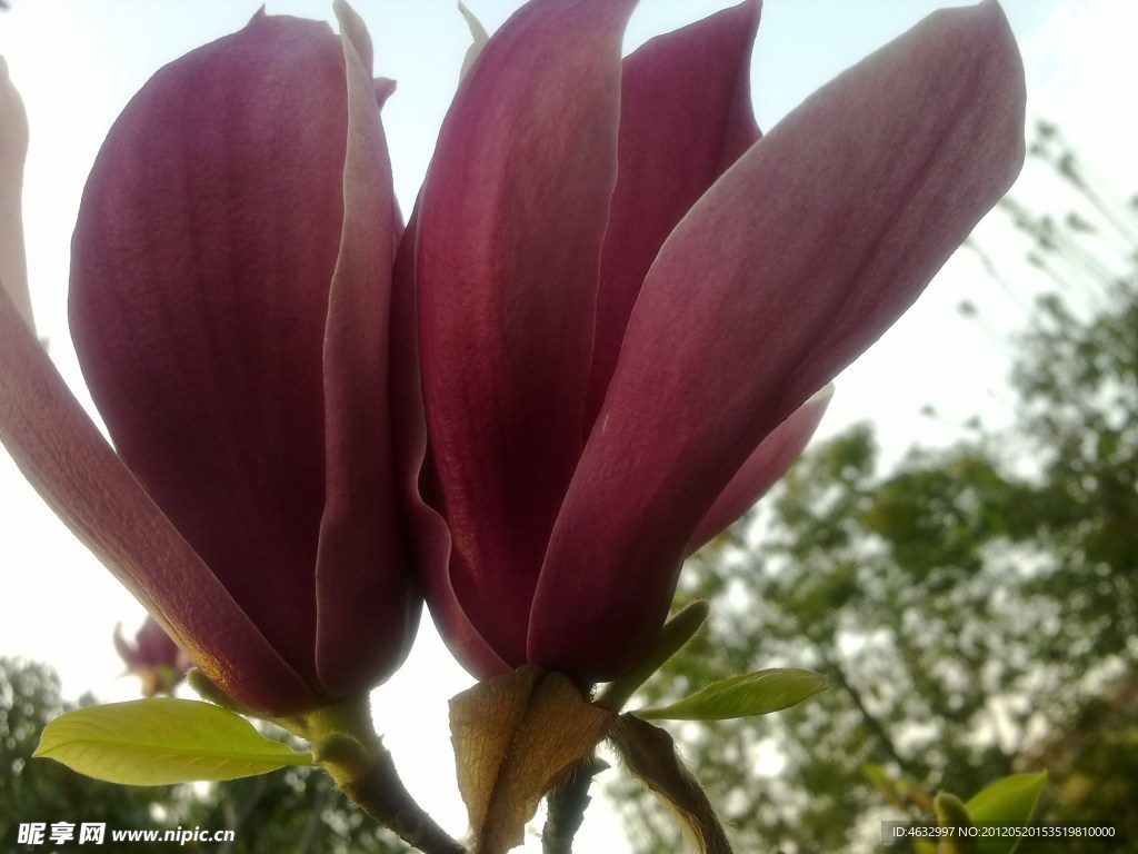 花枝