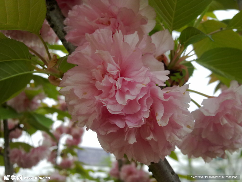 花枝 紅花