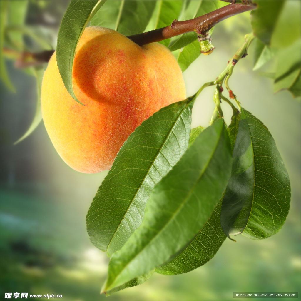 桃子 桃樹