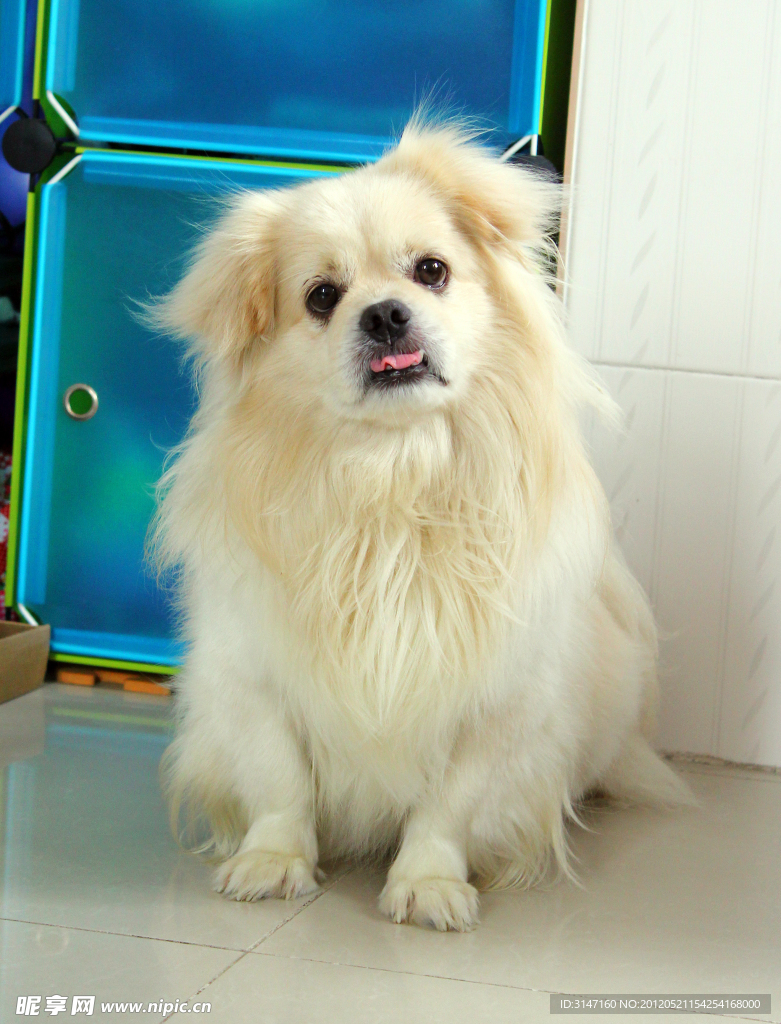 萌狗狗