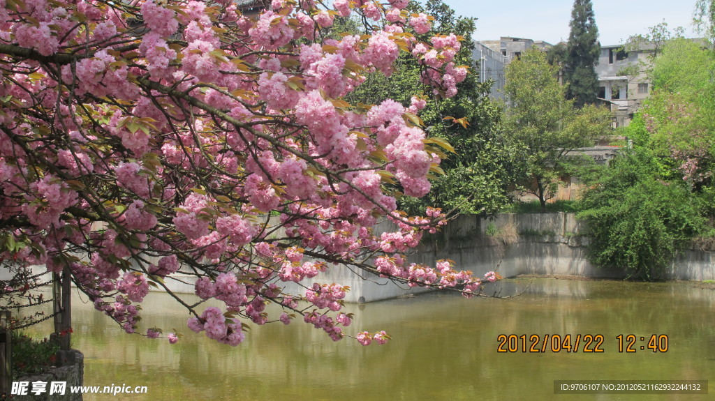 櫻花