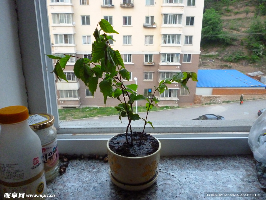 櫻桃樹枝