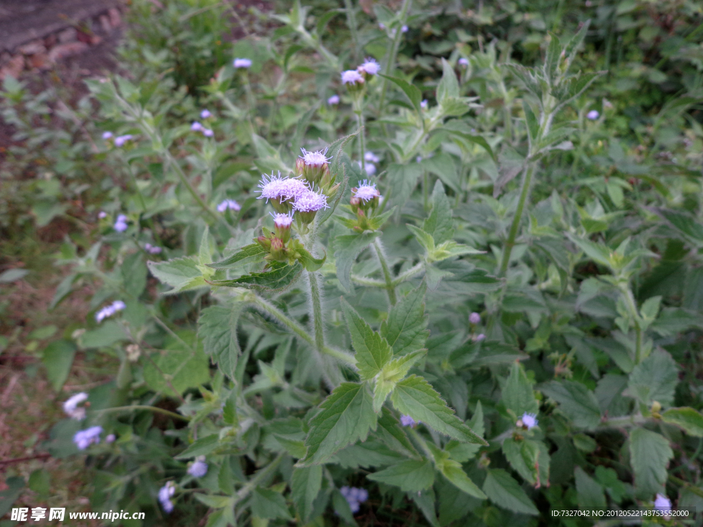 野草花小紫花