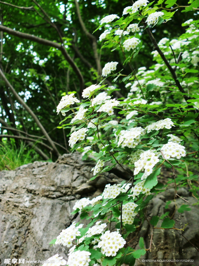 白花