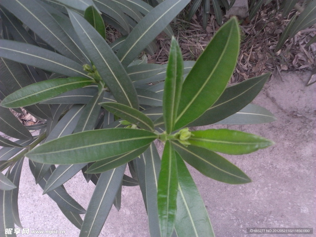樹葉