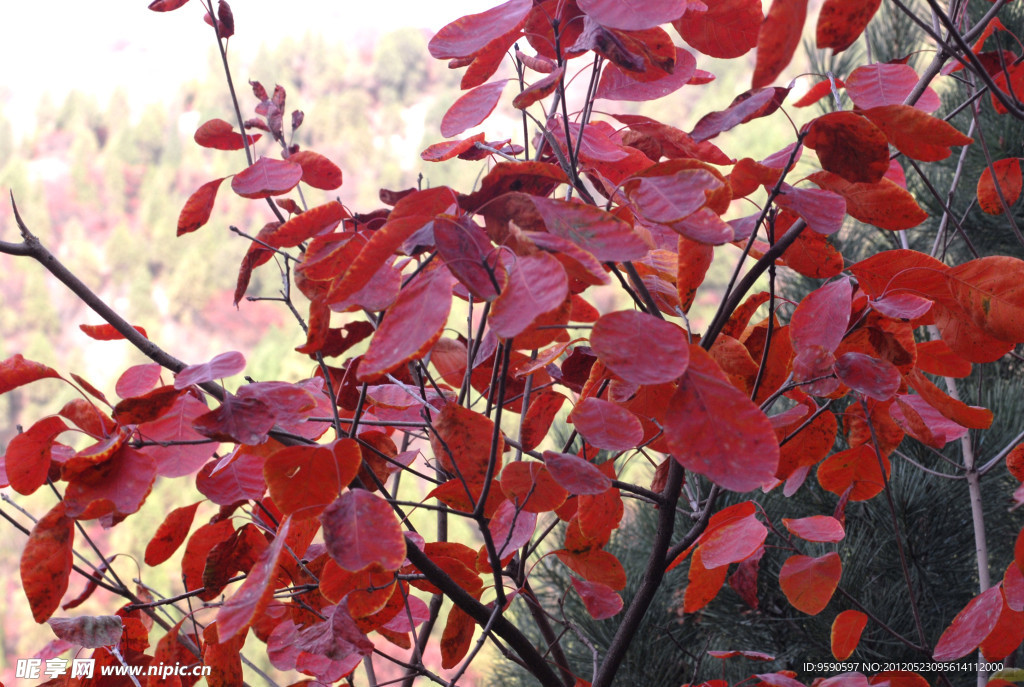 紅葉