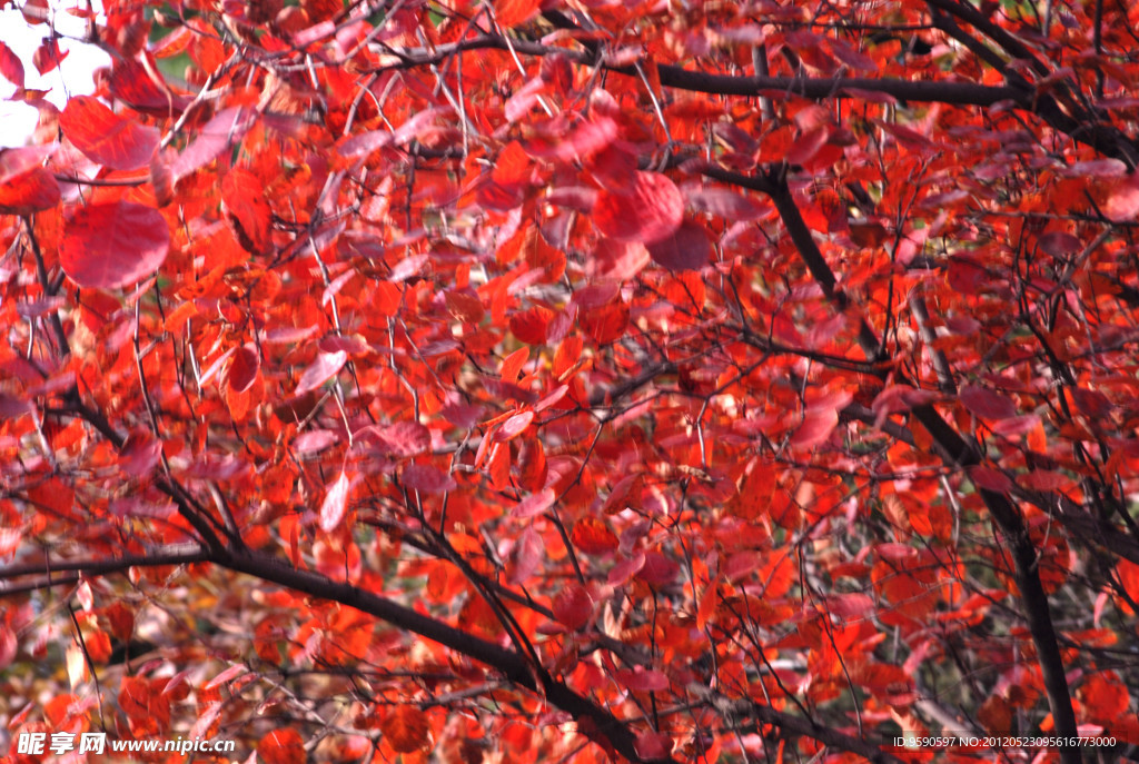 紅葉