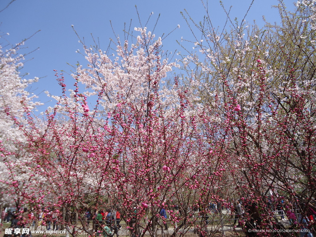 櫻花全景