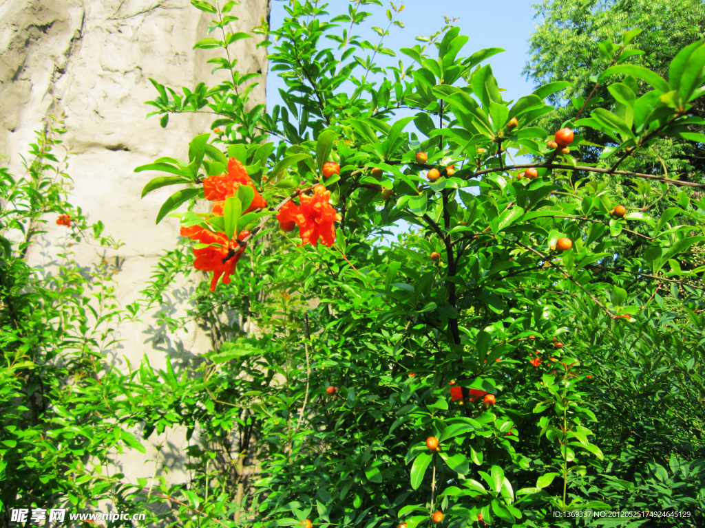 石榴花