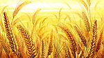 金黄色小麦