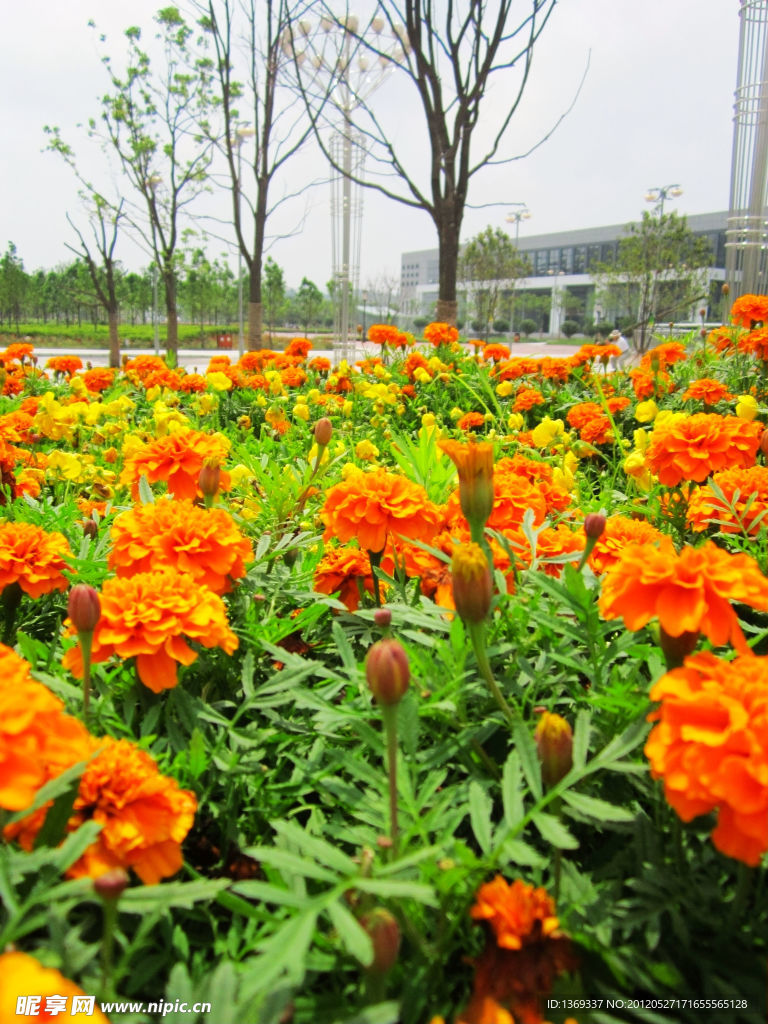 黃花
