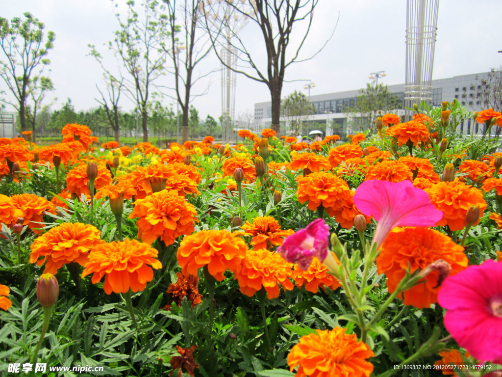 黃花