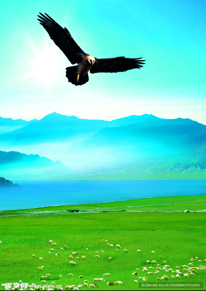 翱翔在草原的鹰