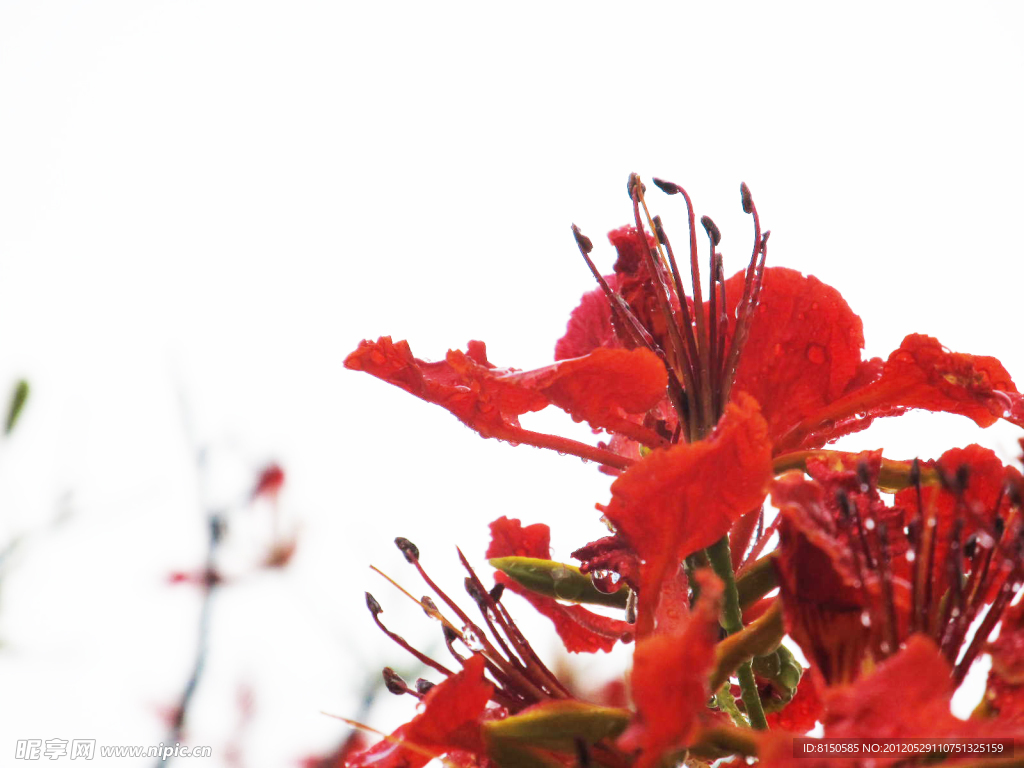 雨后紅花