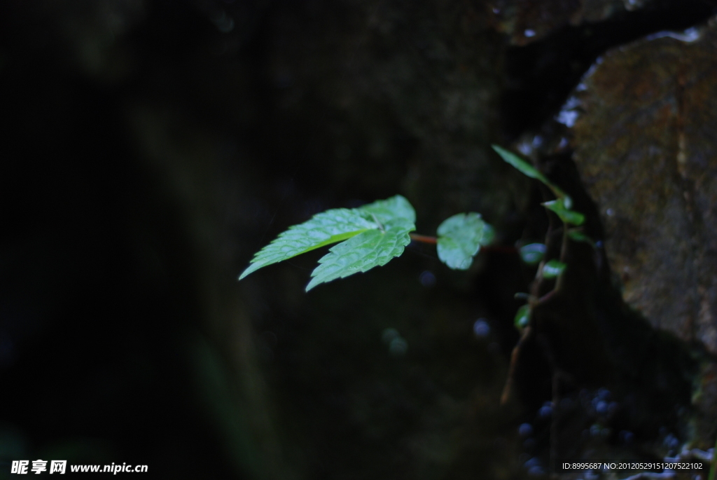 石頭 小草