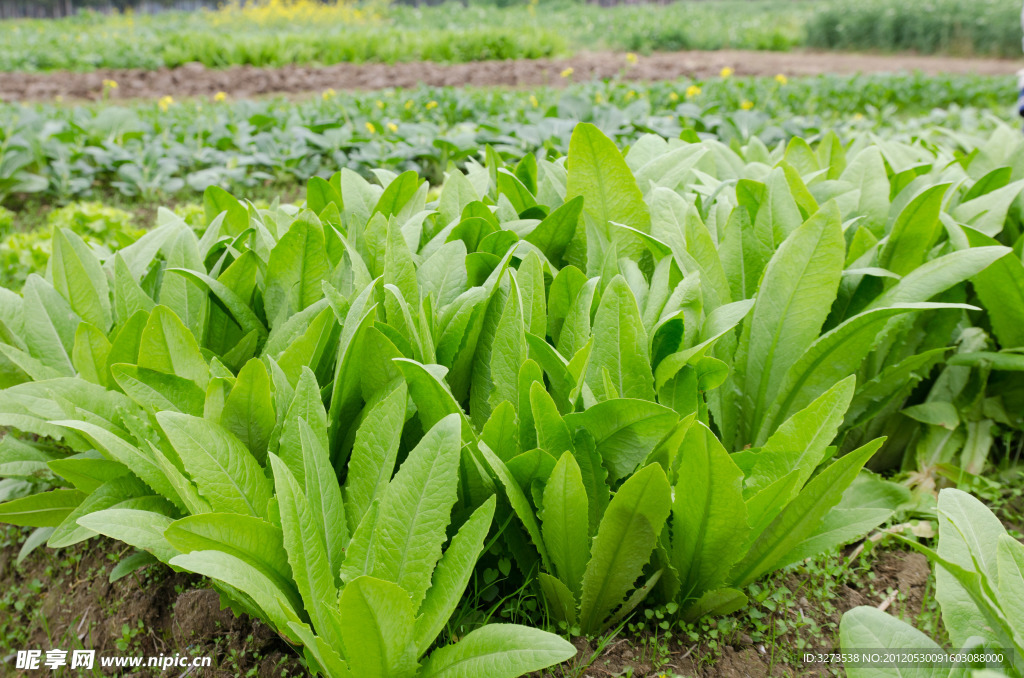 青菜 油脈菜