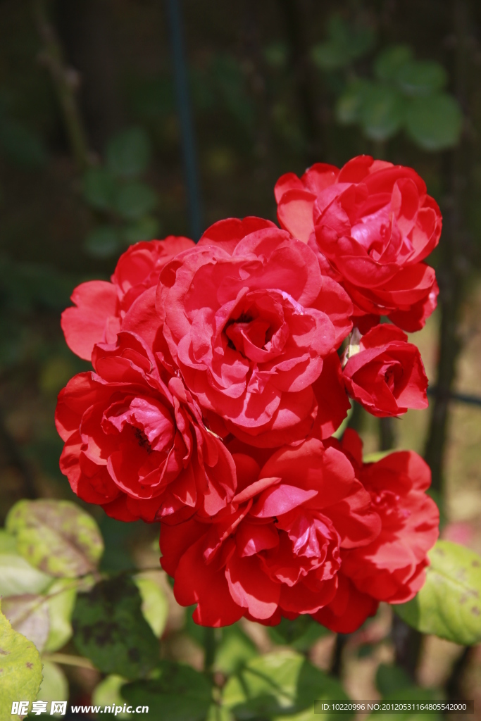 紅色月季花