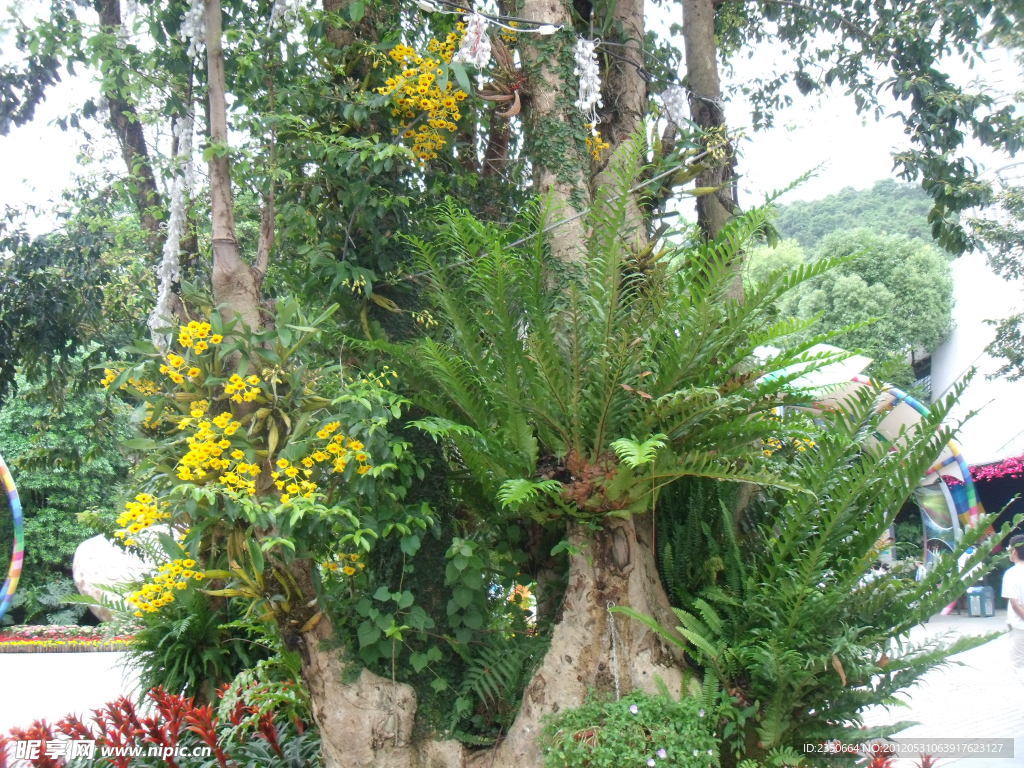 樹上花