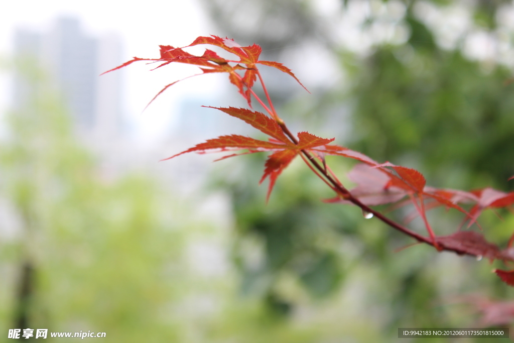 紅色樹葉