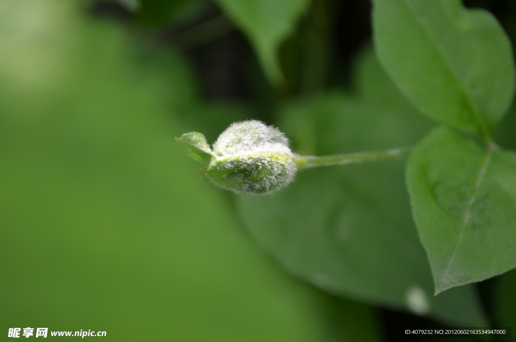 小花小草