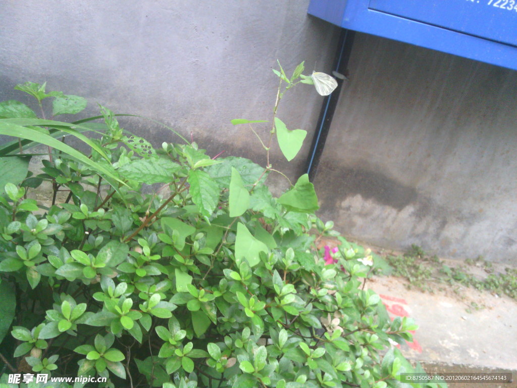 花草樹葉蝴蝶