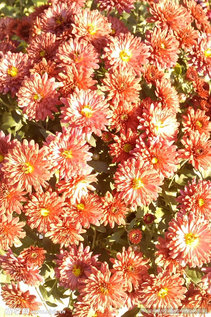 雛菊