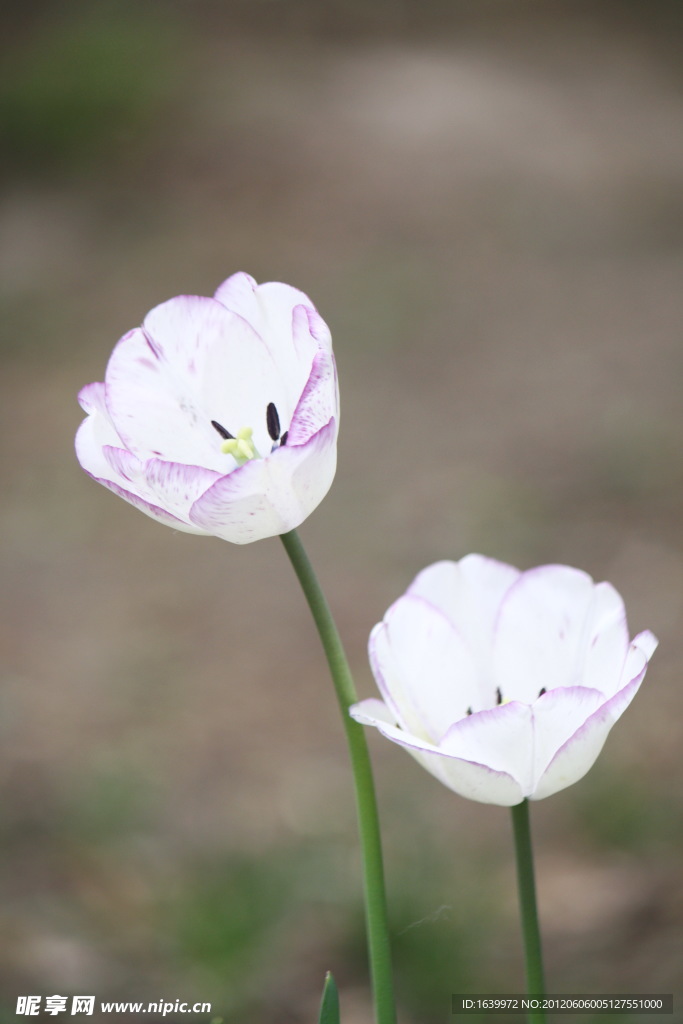 鮮花