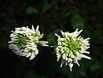 白三叶草 白花