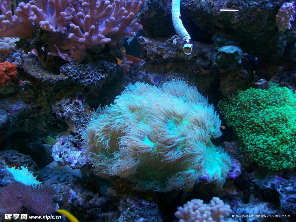 水族珊瑚