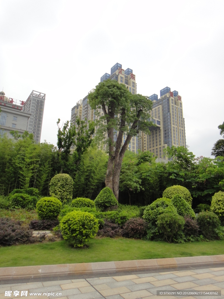 風景樹