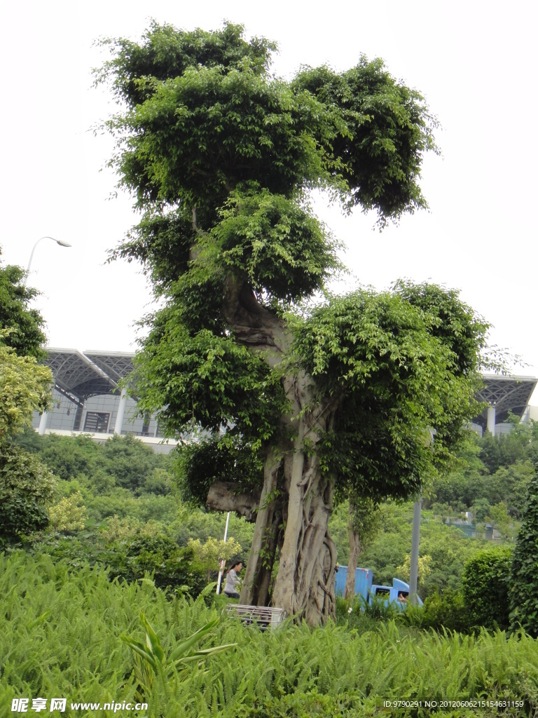 風景樹