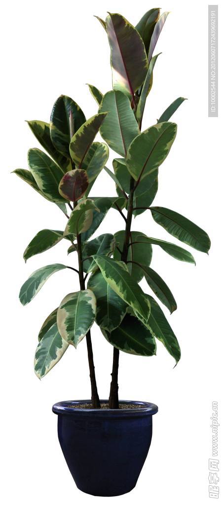 室內 盆栽 綠色植栽