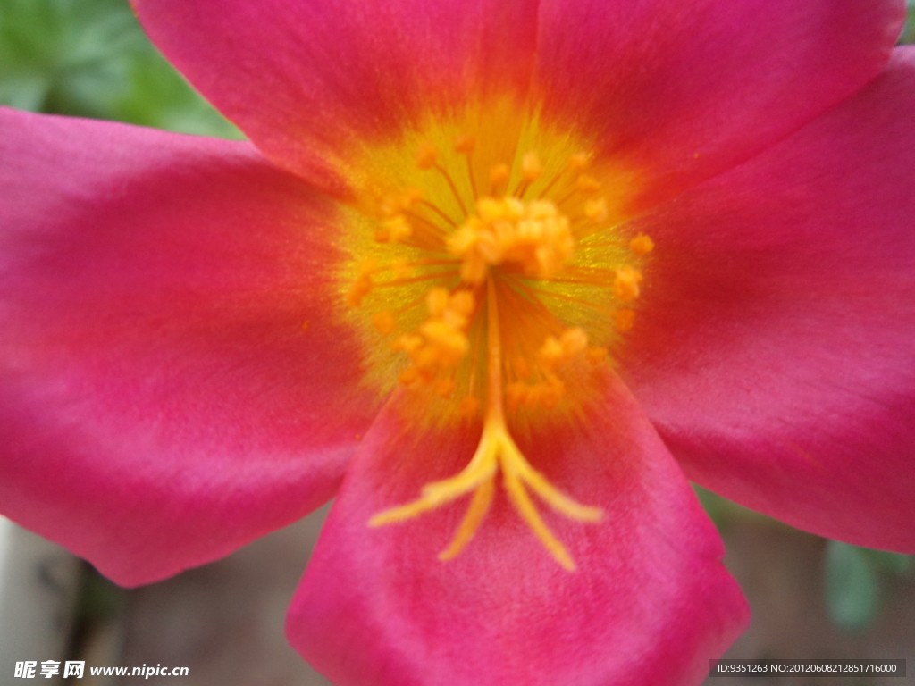 太陽(yáng)花