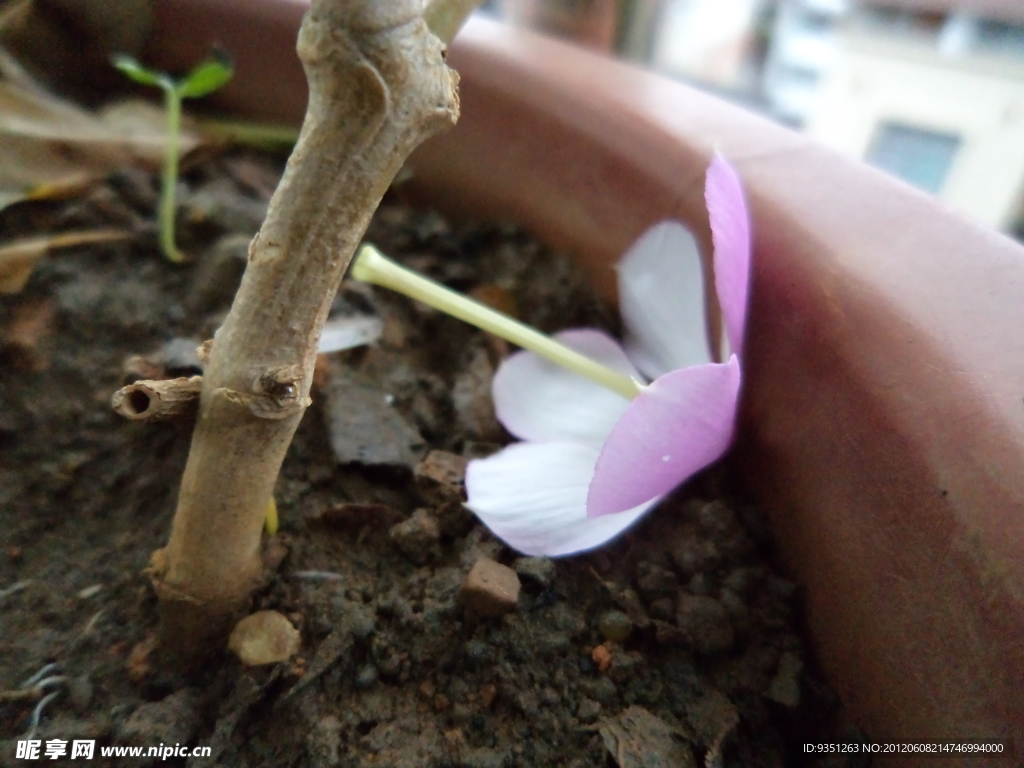 落花