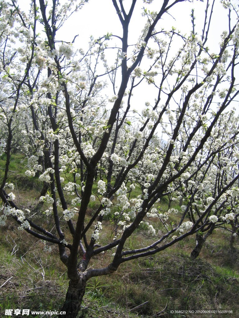 芙蓉李樹開花