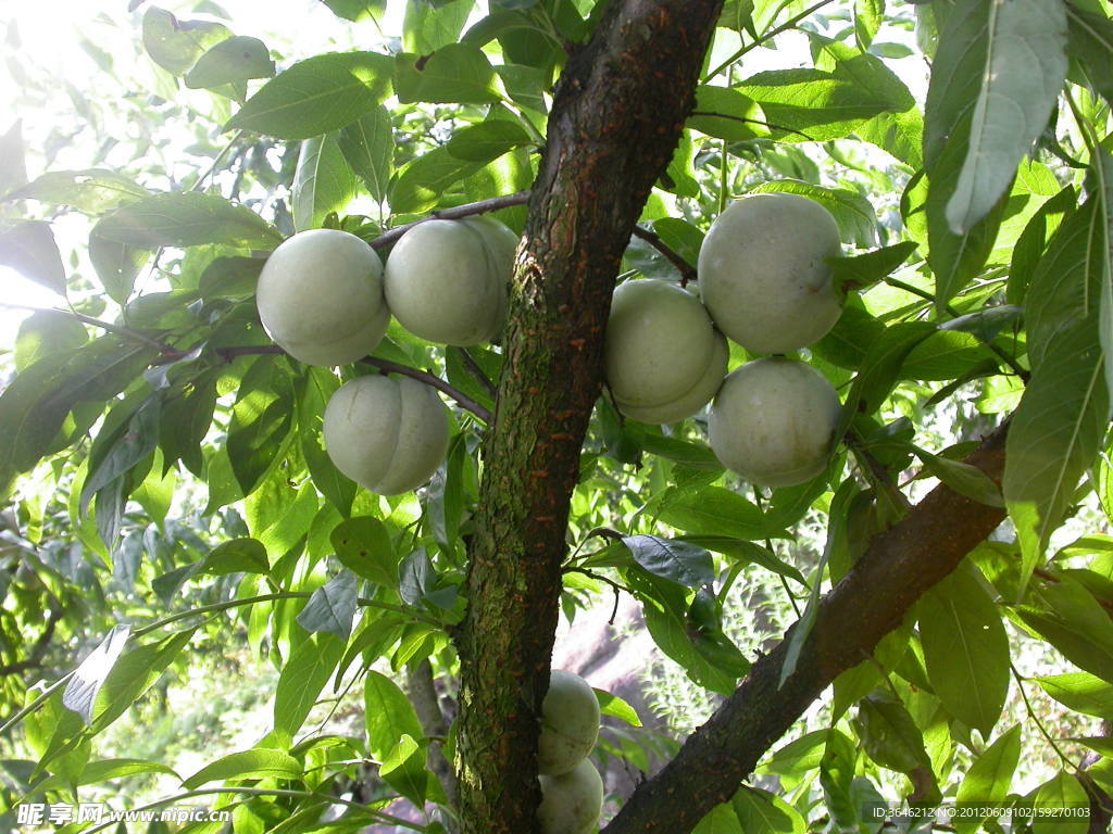 芙蓉李树上果实