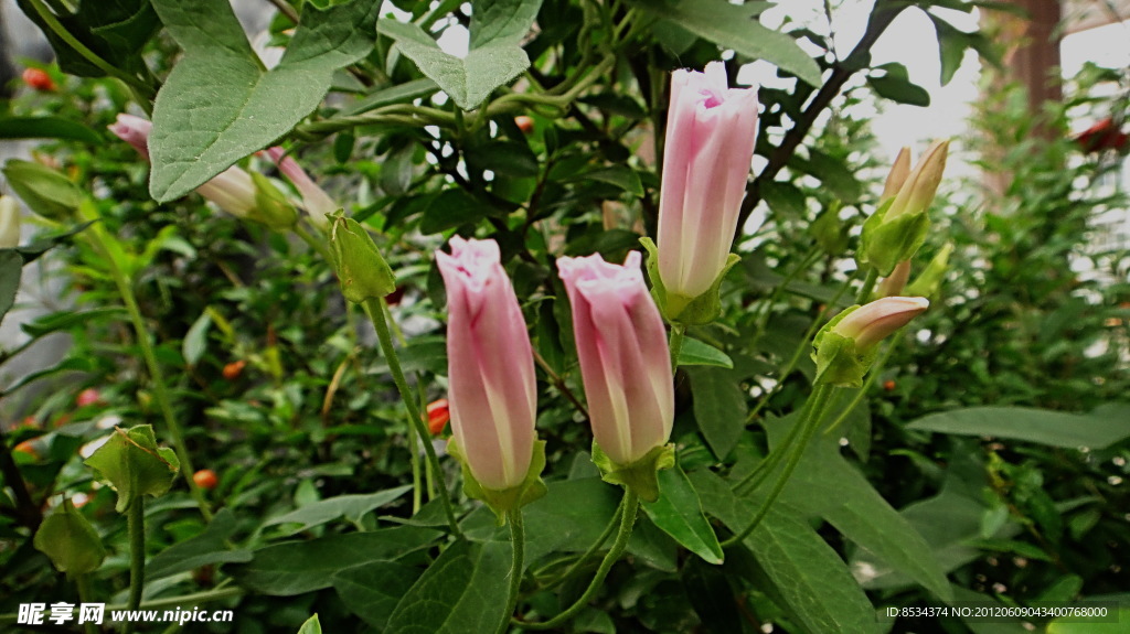 沈記花園