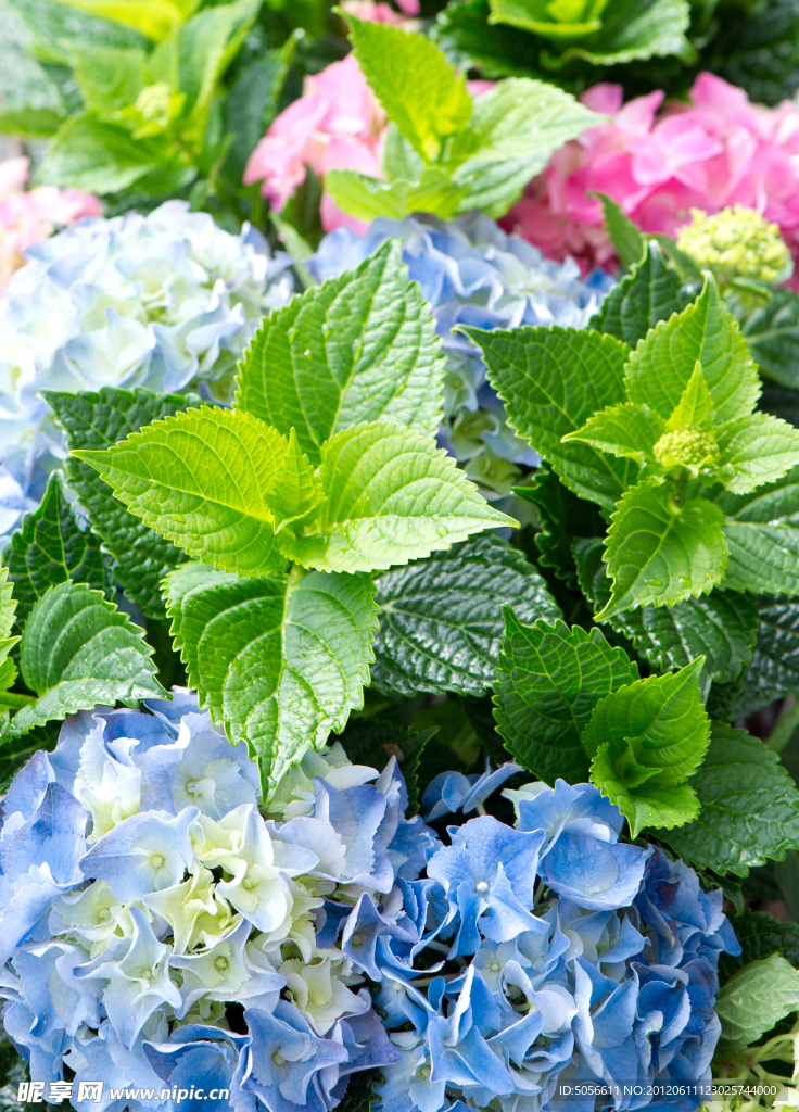 綠葉鮮花 八仙花
