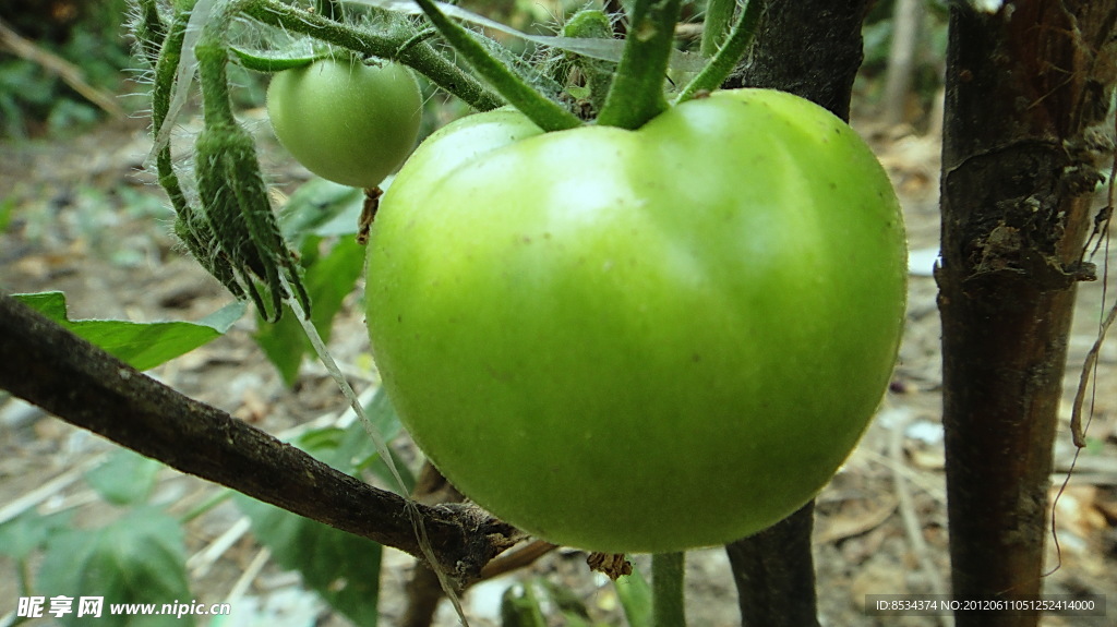 菜園