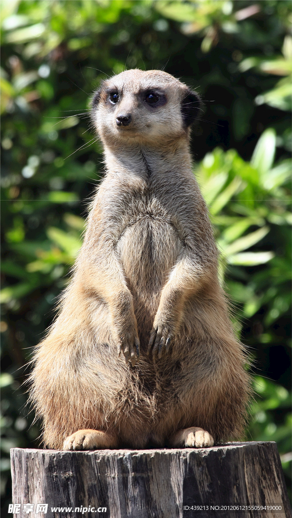 小動物