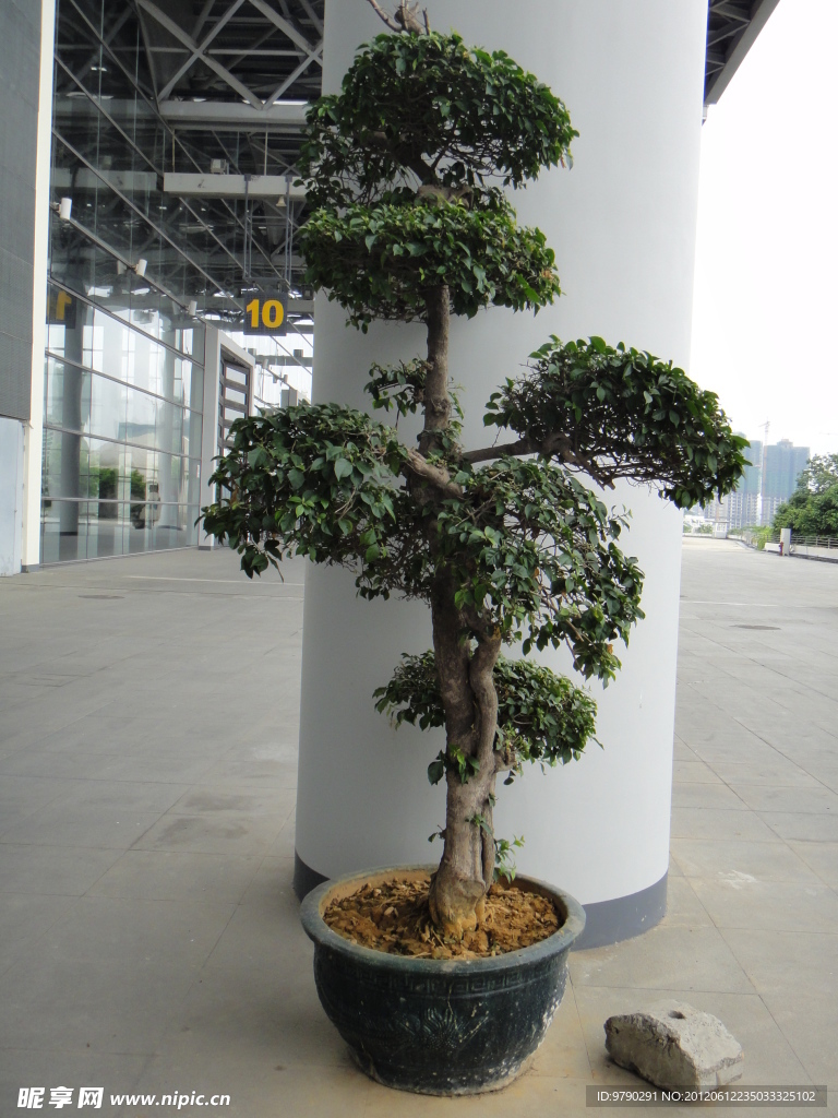 盆景樹(shù)