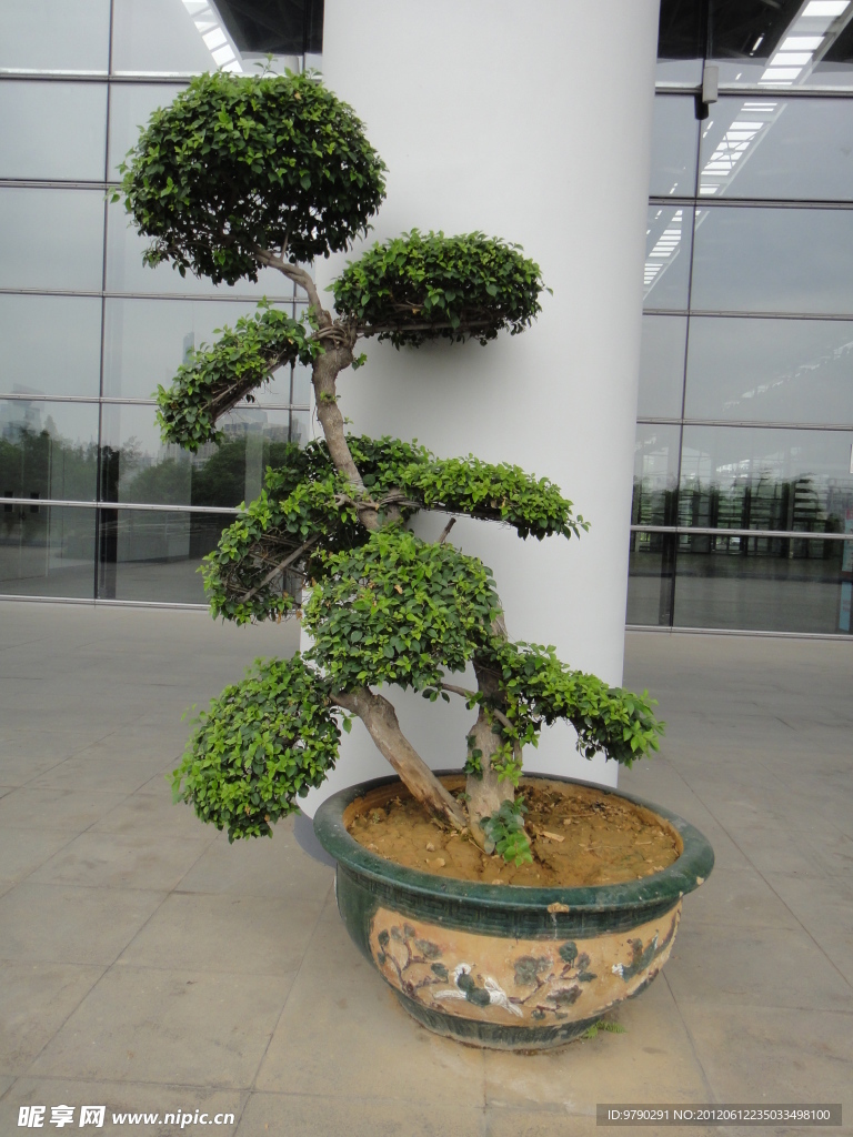 盆景樹